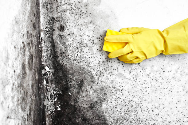 Mold Documentation for Insurance Claims in Frewsburg, NY