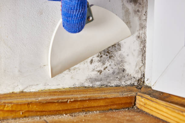 Best Emergency Mold Remediation  in Frewsburg, NY